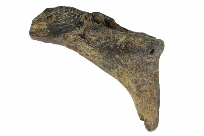 Fossil Enchodus Fang with Jaw Section - Texas #164781